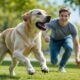Labrador Exercise Ideas: Fun Ways to Keep Your Dog Active