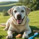 Labrador Dental Care: Tips for Healthy Teeth and Gums